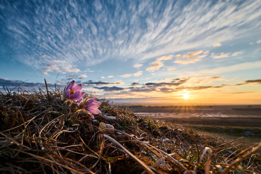 Koniklec velkokvětý.