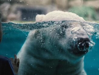 Zvířata vás potěší i v zimě. Zdroj: Fotka od Masa Ushimaru z Pixabay