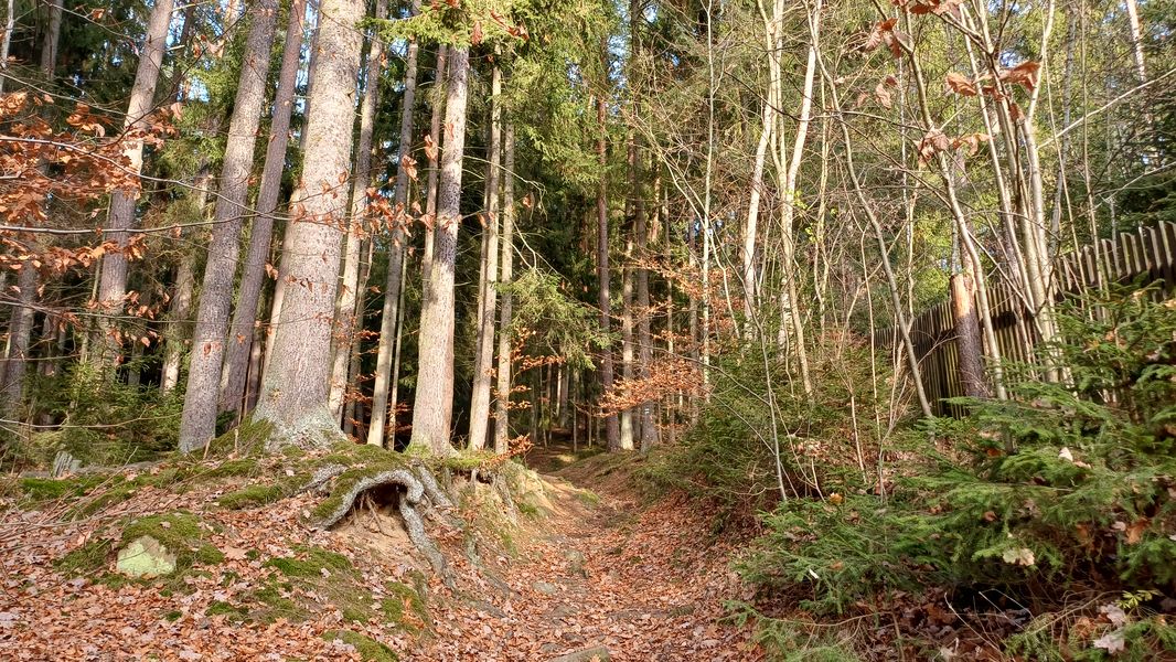 Lesopark Pintovka v Táboře. Foto: Anna Petruželková