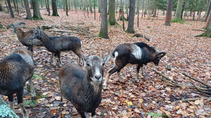 Koutek s lesní zvěří v lesoparku Pintovka v Táboře. Foto: Anna Petruželková