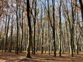 Národní přírodní památka Chejlava.