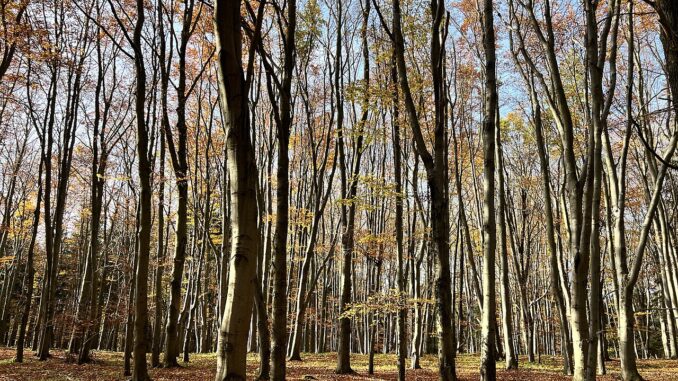 Národní přírodní památka Chejlava.