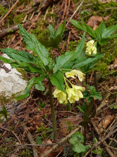 Kyčelnice devítilistá.
