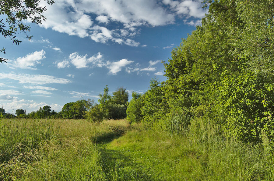 Louka u rybníka Husák.