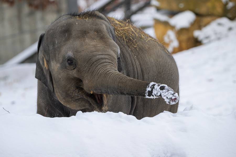 Samička slona indického Lakuna. Zdroj: Zoo Praha