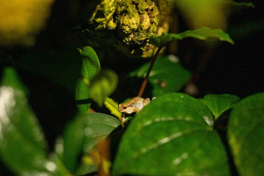 Večerní prohlídky skleníku Fata Morgana. Zdroj: Botanická zahrada hl. m. Prahy