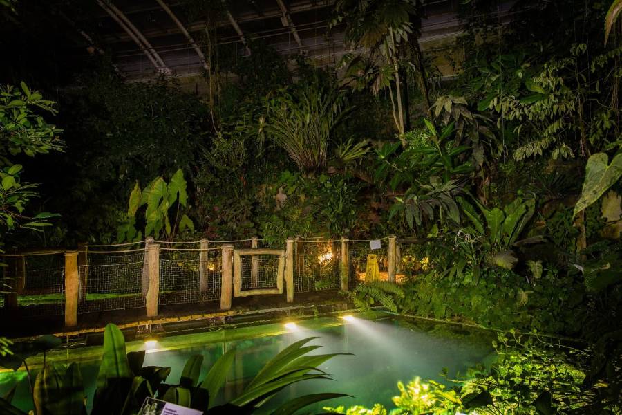 Večerní prohlídky skleníku Fata Morgana. Zdroj: Botanická zahrada hl. m. Prahy