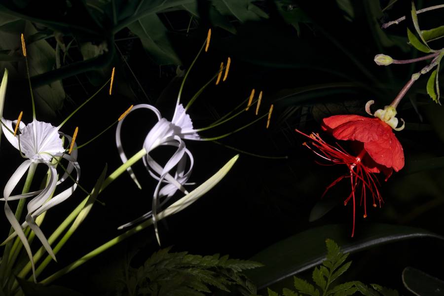 Večerní prohlídky skleníku Fata Morgana. Zdroj: Botanická zahrada hl. m. Prahy