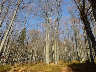 Národní přírodní rezervace Čantoria