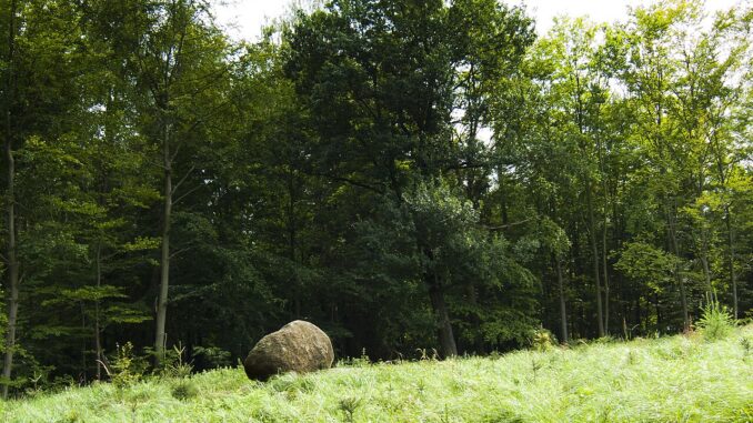 Hornopožárský les.