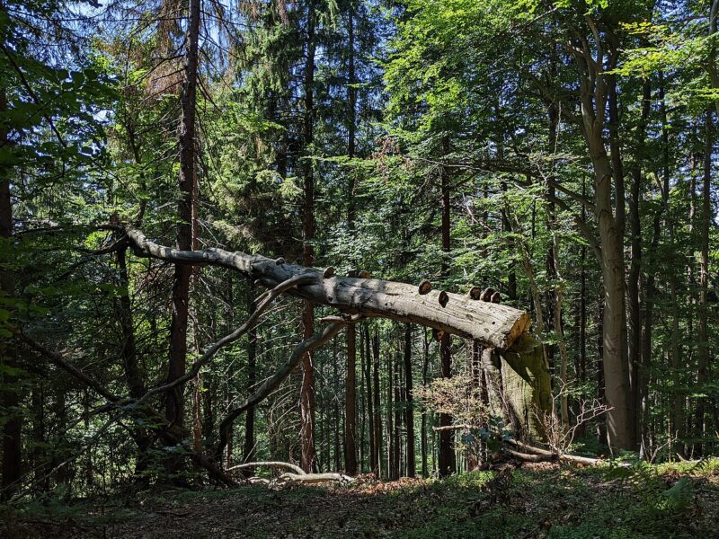 Národní přírodní rezervace Čantoria.