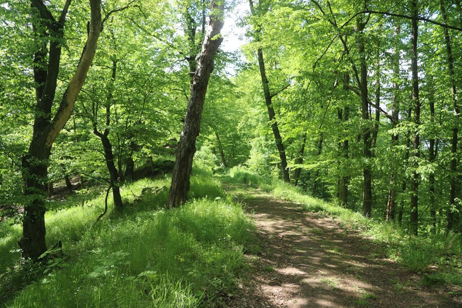 Národní přírodní rezervace Divoká Oslava.