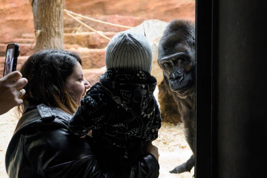 Za gorilami do Zoo Praha. Zdroj: Zoo Praha