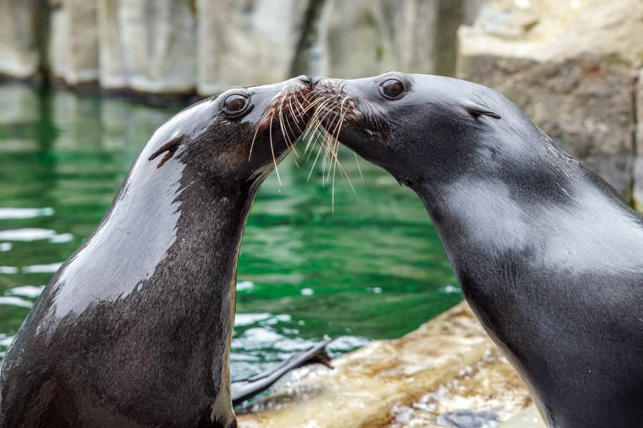 Lachtaní Valentýn. Foto: Václav Šilha. Zdroj: Zoo Praha