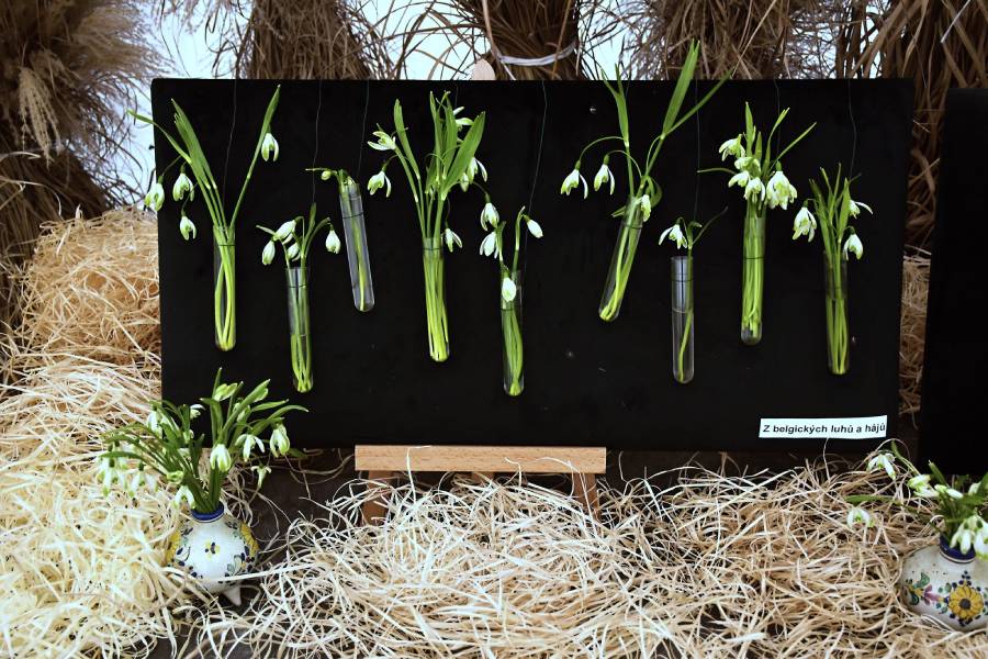 Výstava sněženek. Zdroj: Průhonická botanická zahrada - Botanický ústav AV ČR