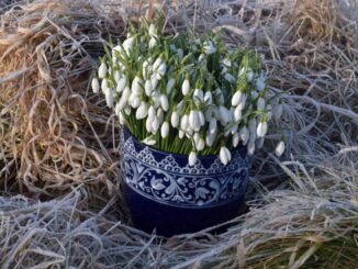Sněženky - první poslové jara. Zdroj: Průhonická botanická zahrada - Botanický ústav AV ČR