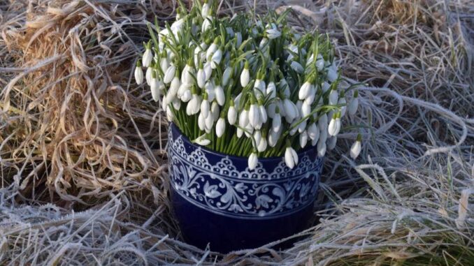 Sněženky - první poslové jara. Zdroj: Průhonická botanická zahrada - Botanický ústav AV ČR