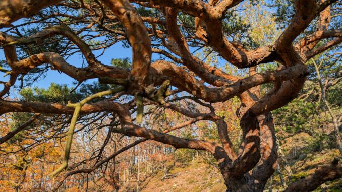 Hradiště Pišťák 